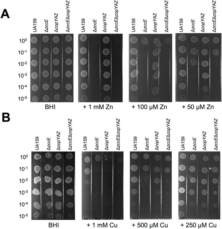 https://cdn.ncbi.nlm.nih.gov/pmc/blobs/3b40/9387928/f9227bff8e5f/ppat.1010477.g005.jpg