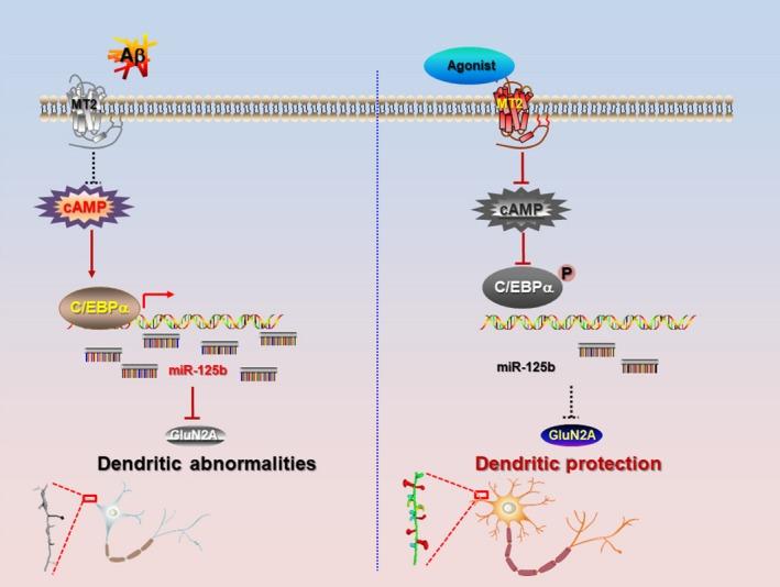 https://cdn.ncbi.nlm.nih.gov/pmc/blobs/3b44/6413662/b1dd726ecbd4/ACEL-18-e12902-g006.jpg