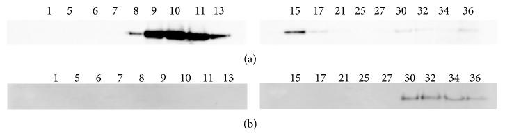https://cdn.ncbi.nlm.nih.gov/pmc/blobs/3b48/4628737/f04f587cae15/BMRI2015-642729.003.jpg