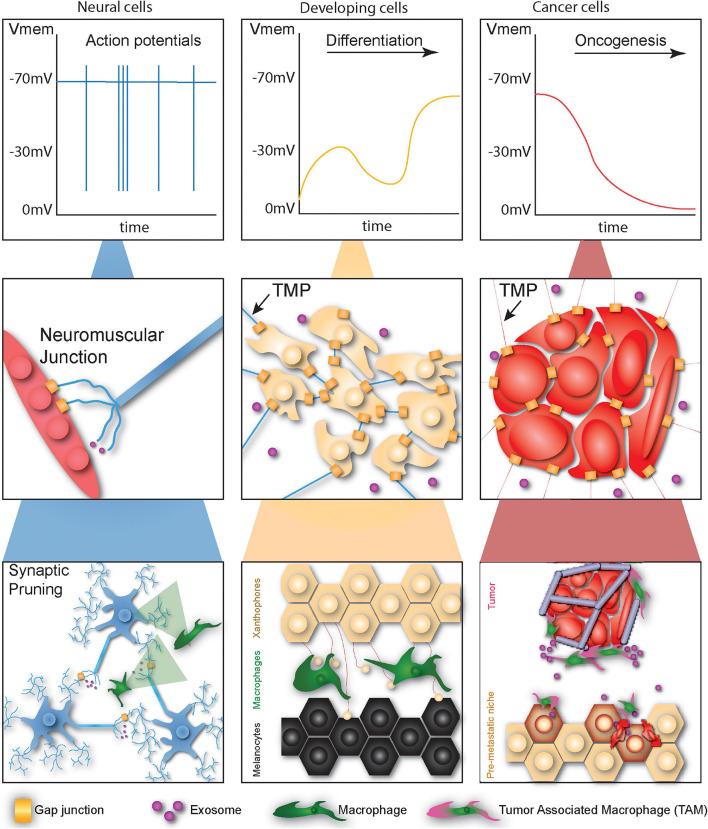 https://cdn.ncbi.nlm.nih.gov/pmc/blobs/3b4c/8491768/0b4a8a019665/fcell-09-739024-g001.jpg