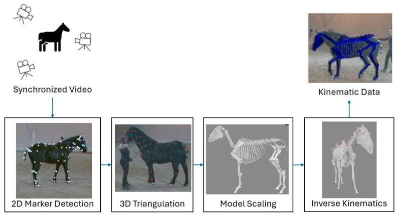 https://cdn.ncbi.nlm.nih.gov/pmc/blobs/3b54/12345546/29ea63da0d9d/animals-15-02281-g001.jpg
