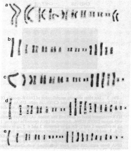 https://cdn.ncbi.nlm.nih.gov/pmc/blobs/3b54/391300/13cc0211bdfb/pnas00360-0304-a.jpg