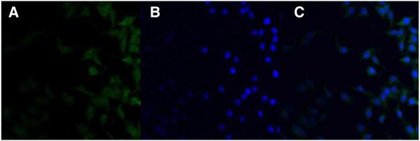 https://cdn.ncbi.nlm.nih.gov/pmc/blobs/3b56/3598981/e686f7921161/1556-276X-8-66-5.jpg