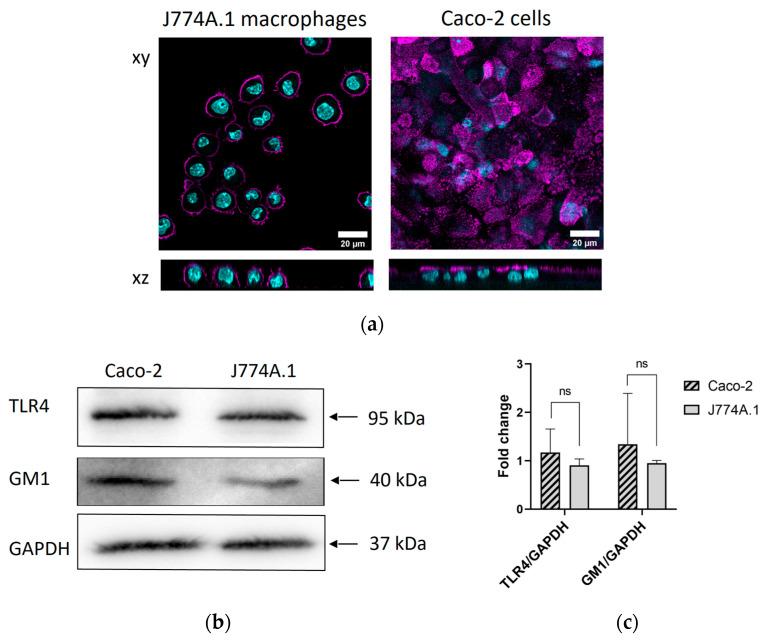 https://cdn.ncbi.nlm.nih.gov/pmc/blobs/3b57/10467089/74ef2f1a212e/toxins-15-00482-g001.jpg