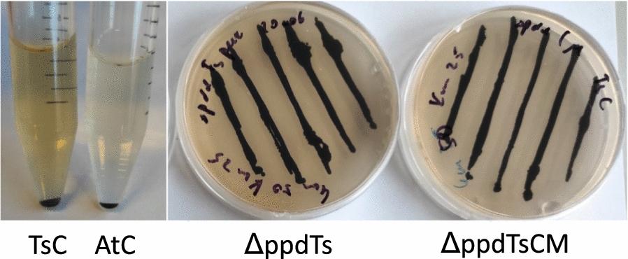 https://cdn.ncbi.nlm.nih.gov/pmc/blobs/3b5a/10875765/762292e3debf/12934_2024_2330_Fig9_HTML.jpg