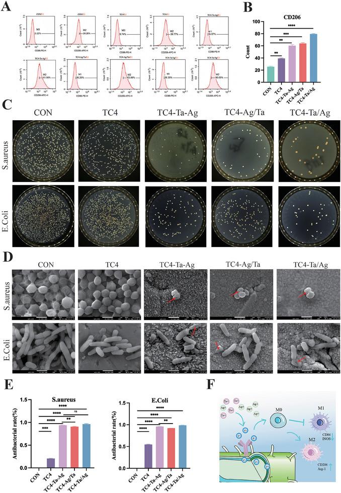 https://cdn.ncbi.nlm.nih.gov/pmc/blobs/3b5d/11874649/68205543205b/ADHM-14-0-g003.jpg