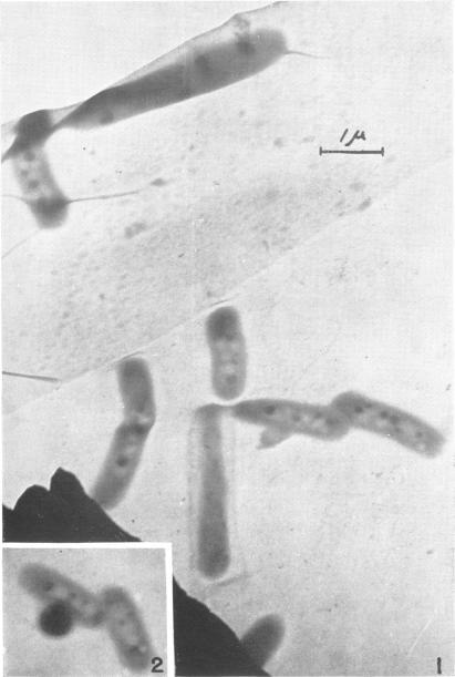 https://cdn.ncbi.nlm.nih.gov/pmc/blobs/3b5d/518627/e7d2d5cef490/jbacter00651-0100-a.jpg