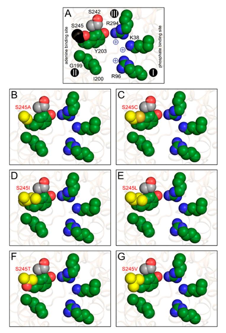 https://cdn.ncbi.nlm.nih.gov/pmc/blobs/3b5d/7730227/6c68db1928d6/ijms-21-08971-g009.jpg