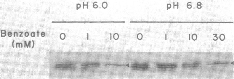 https://cdn.ncbi.nlm.nih.gov/pmc/blobs/3b5e/221425/896a3bffdadf/jbacter00251-0404-a.jpg