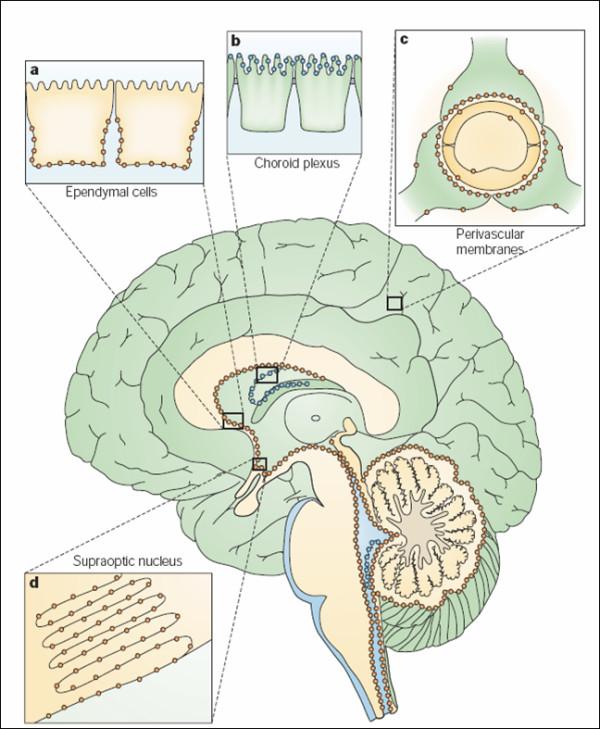 https://cdn.ncbi.nlm.nih.gov/pmc/blobs/3b61/2949735/4122c7226f3f/1743-8454-7-15-1.jpg