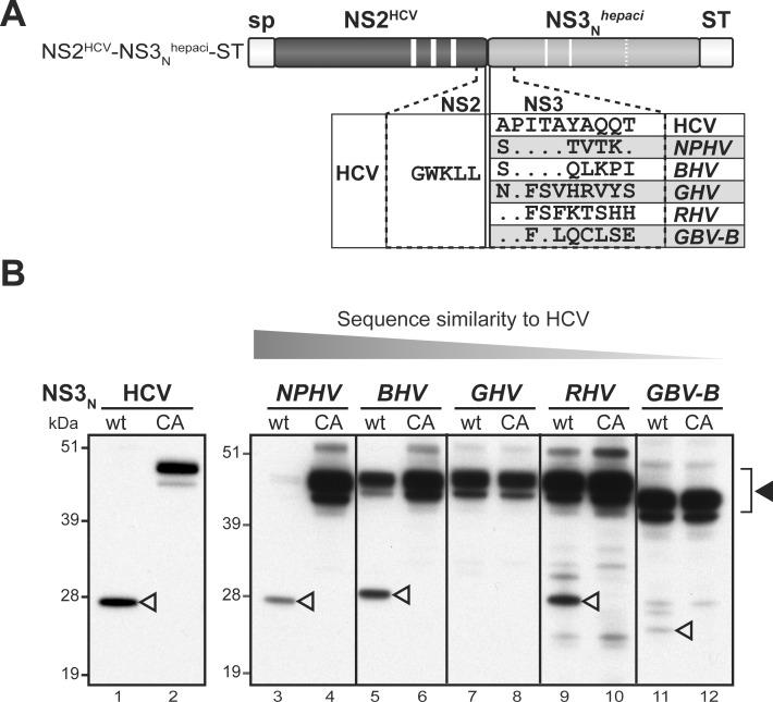 https://cdn.ncbi.nlm.nih.gov/pmc/blobs/3b62/5819835/02853ab23030/ppat.1006863.g005.jpg