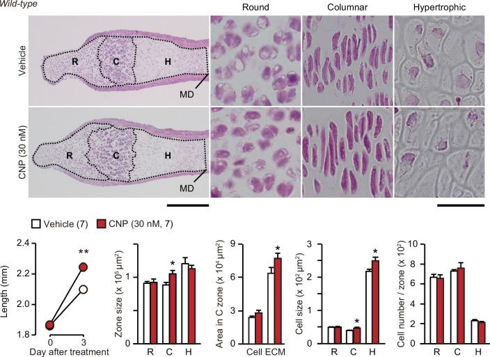 https://cdn.ncbi.nlm.nih.gov/pmc/blobs/3b64/8923661/49b49e1c5659/elife-71931-fig7-figsupp1.jpg