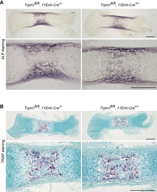 https://cdn.ncbi.nlm.nih.gov/pmc/blobs/3b64/8923661/6045caceec7a/elife-71931-sa2-fig3.jpg