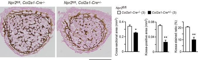 https://cdn.ncbi.nlm.nih.gov/pmc/blobs/3b64/8923661/691942456a0f/elife-71931-sa2-fig2.jpg