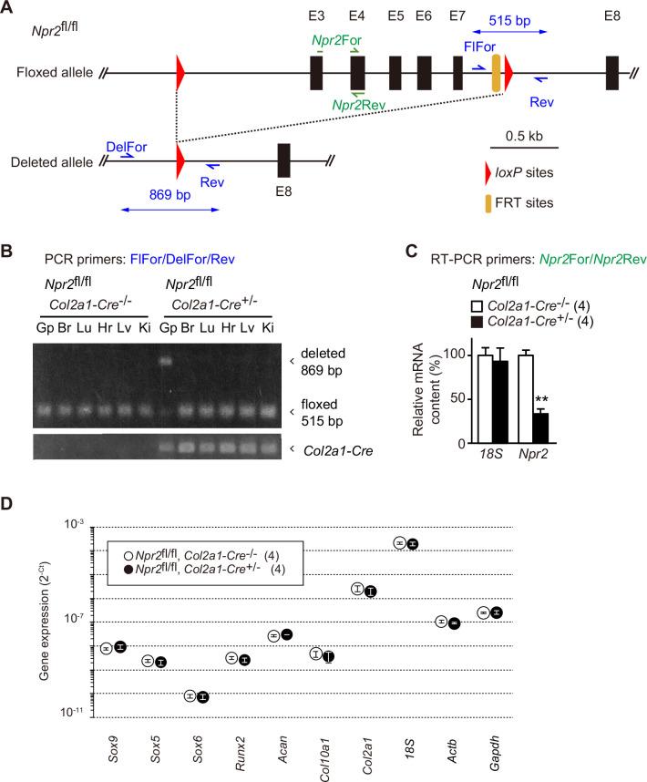 https://cdn.ncbi.nlm.nih.gov/pmc/blobs/3b64/8923661/adf98deb45a8/elife-71931-fig1-figsupp1.jpg