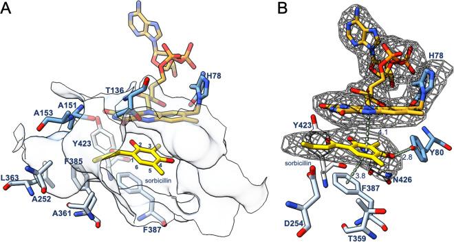 https://cdn.ncbi.nlm.nih.gov/pmc/blobs/3b65/11934079/3a6955c7e74e/cb4c00783_0006.jpg