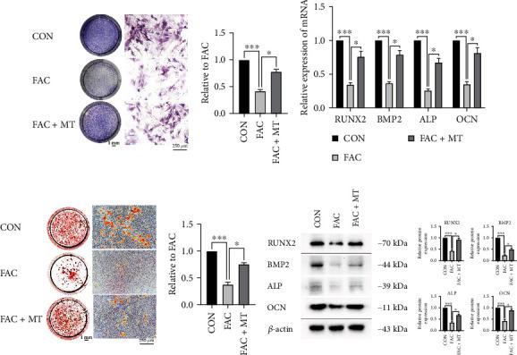 https://cdn.ncbi.nlm.nih.gov/pmc/blobs/3b6a/9873465/bcee41548264/OMCL2023-7718155.003.jpg