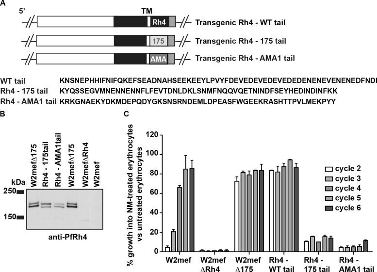 https://cdn.ncbi.nlm.nih.gov/pmc/blobs/3b6b/4687929/fe8dc36b6ac7/ppat.1005343.g004.jpg