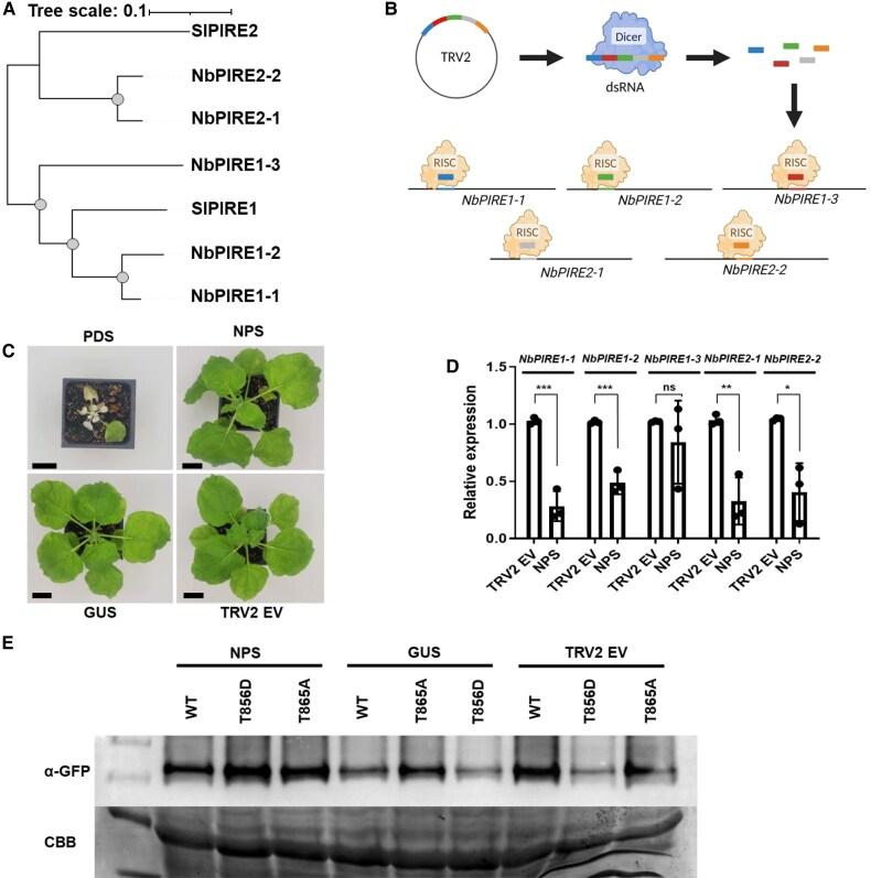 https://cdn.ncbi.nlm.nih.gov/pmc/blobs/3b6f/12124405/0b4fb6c3b75f/koaf049f3.jpg