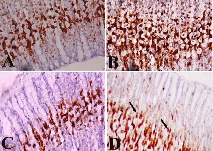 https://cdn.ncbi.nlm.nih.gov/pmc/blobs/3b72/7715057/35210819ef2c/gr9.jpg