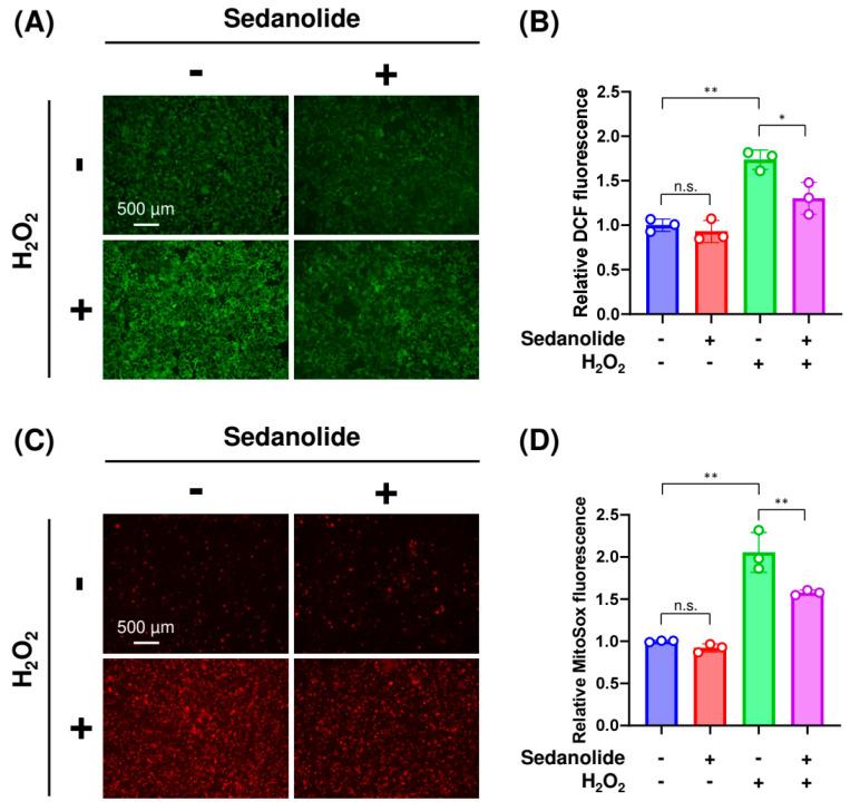 https://cdn.ncbi.nlm.nih.gov/pmc/blobs/3b73/10671709/3c0d8933926e/ijms-24-16532-g006.jpg