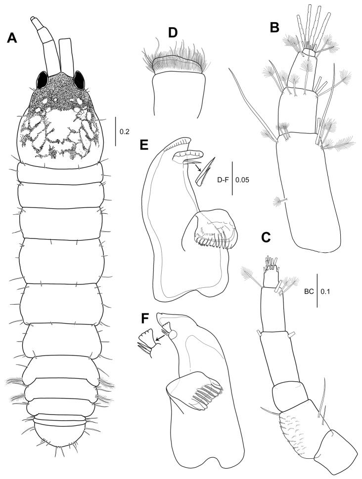 https://cdn.ncbi.nlm.nih.gov/pmc/blobs/3b74/5904561/2799dd220d31/zookeys-739-001-g007.jpg