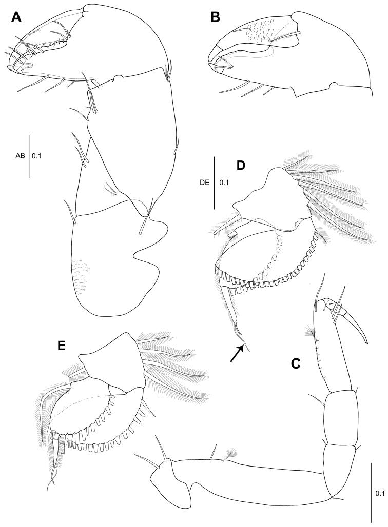 https://cdn.ncbi.nlm.nih.gov/pmc/blobs/3b74/5904561/45f9cf2655b6/zookeys-739-001-g009.jpg