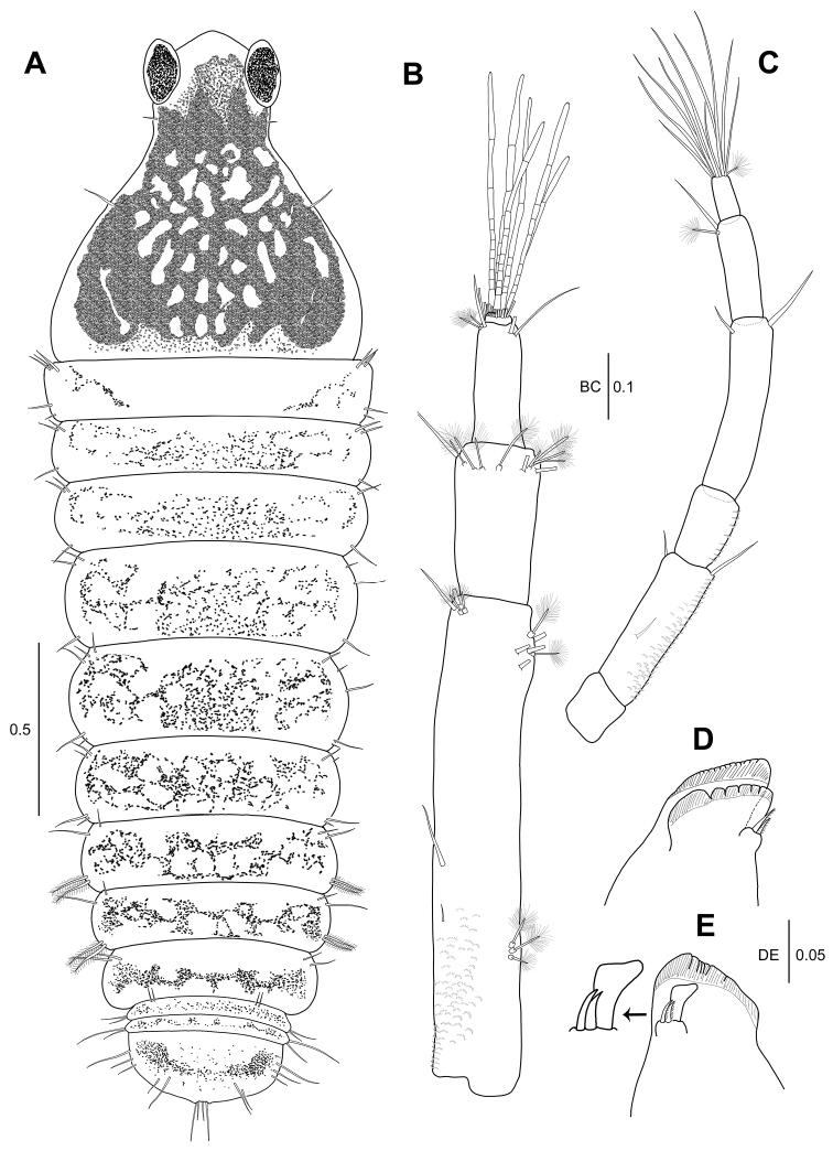 https://cdn.ncbi.nlm.nih.gov/pmc/blobs/3b74/5904561/629a9ae835fc/zookeys-739-001-g005.jpg
