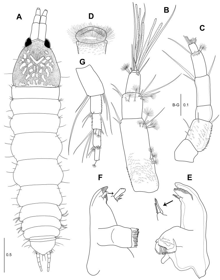 https://cdn.ncbi.nlm.nih.gov/pmc/blobs/3b74/5904561/a3676c77e631/zookeys-739-001-g001.jpg