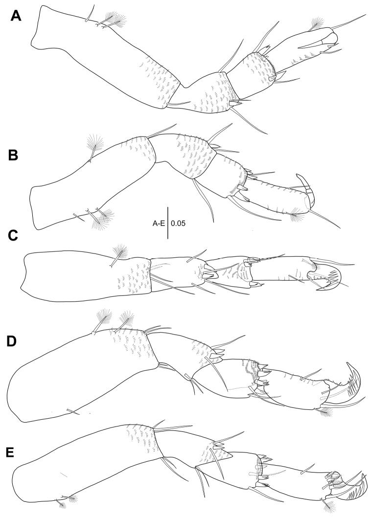 https://cdn.ncbi.nlm.nih.gov/pmc/blobs/3b74/5904561/c15271eecba2/zookeys-739-001-g010.jpg
