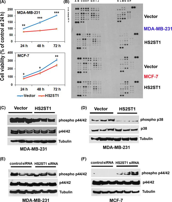 https://cdn.ncbi.nlm.nih.gov/pmc/blobs/3b74/7419026/2ff1acb1a1e4/CAS-111-2907-g003.jpg