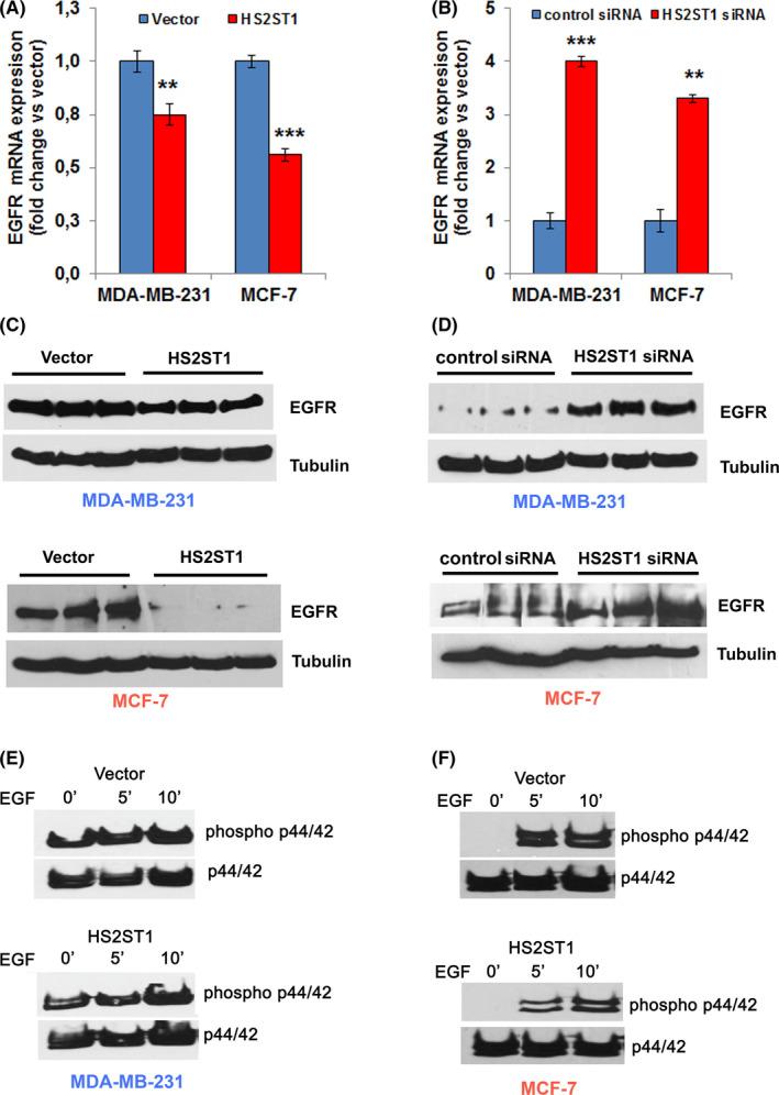 https://cdn.ncbi.nlm.nih.gov/pmc/blobs/3b74/7419026/c1be1e9329e7/CAS-111-2907-g005.jpg