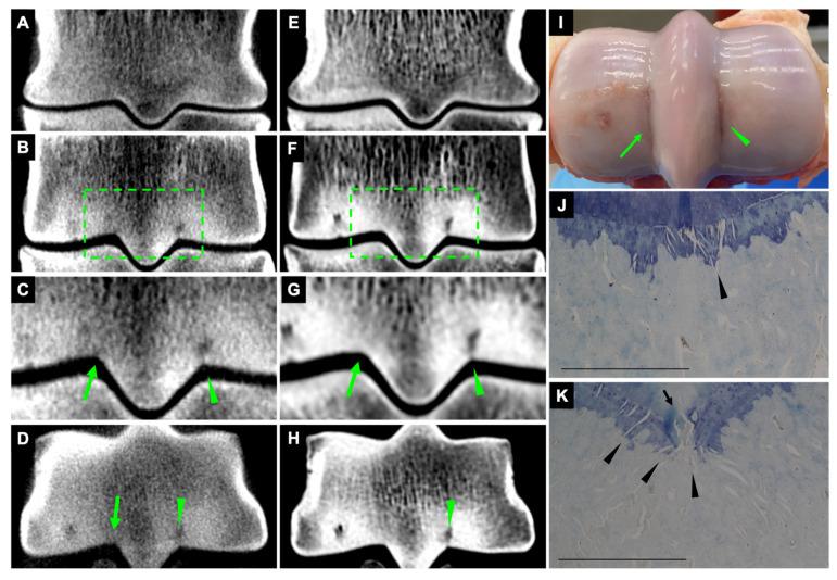 https://cdn.ncbi.nlm.nih.gov/pmc/blobs/3b75/10525482/a21cac06fb62/animals-13-02912-g002.jpg