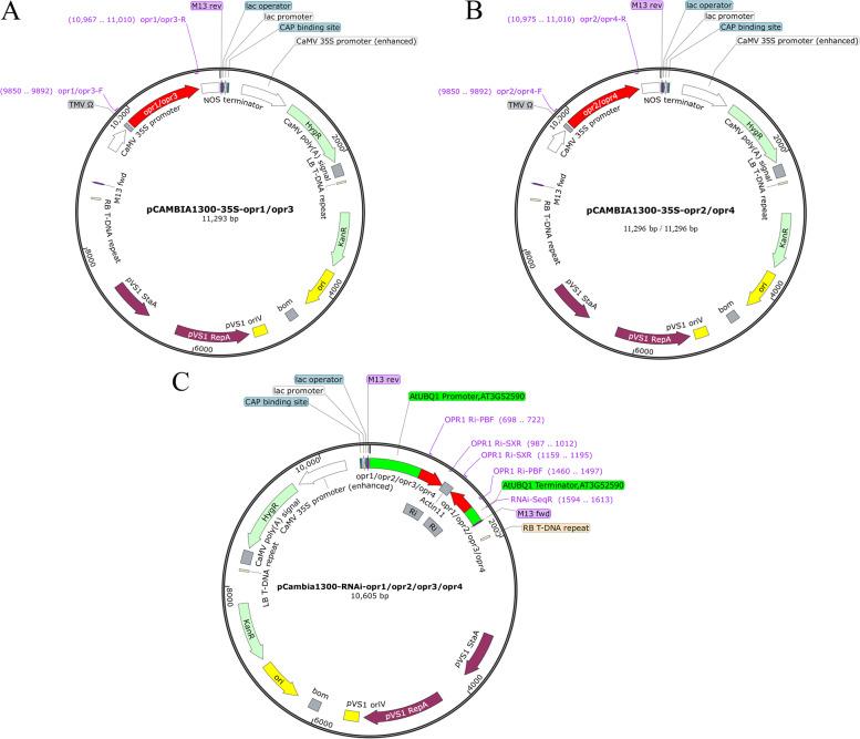 https://cdn.ncbi.nlm.nih.gov/pmc/blobs/3b7b/9003975/23eda564715b/12870_2022_3549_Fig4_HTML.jpg