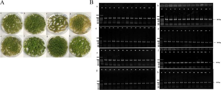 https://cdn.ncbi.nlm.nih.gov/pmc/blobs/3b7b/9003975/d7963f7252a9/12870_2022_3549_Fig5_HTML.jpg