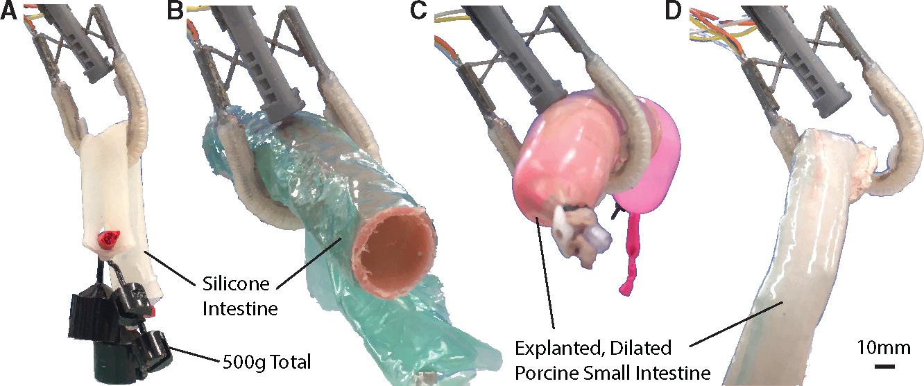 https://cdn.ncbi.nlm.nih.gov/pmc/blobs/3b7d/12309402/ad960ed28e37/nihms-2032241-f0009.jpg