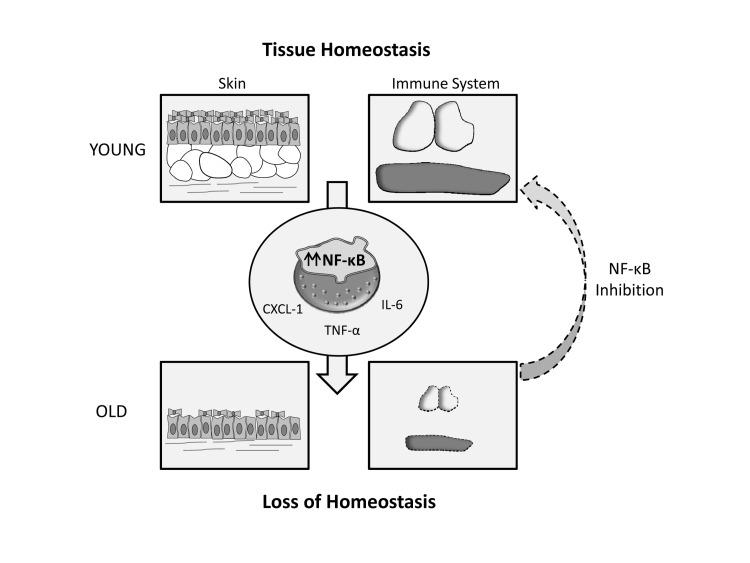 https://cdn.ncbi.nlm.nih.gov/pmc/blobs/3b7e/3560436/7fdb859ccbe0/aging-04-726-g001.jpg