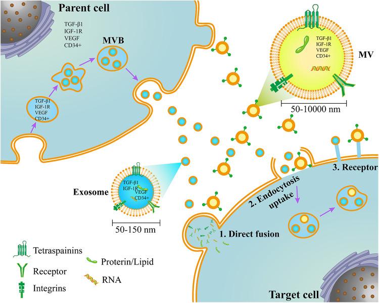 https://cdn.ncbi.nlm.nih.gov/pmc/blobs/3b81/7444208/193337f1f4fe/10.1177_0963689720908500-fig2.jpg