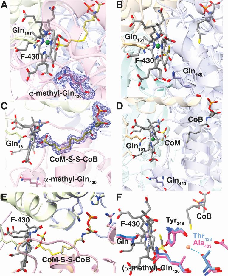 https://cdn.ncbi.nlm.nih.gov/pmc/blobs/3b86/11796369/f14d59a574e9/mbio.03546-24.f005.jpg