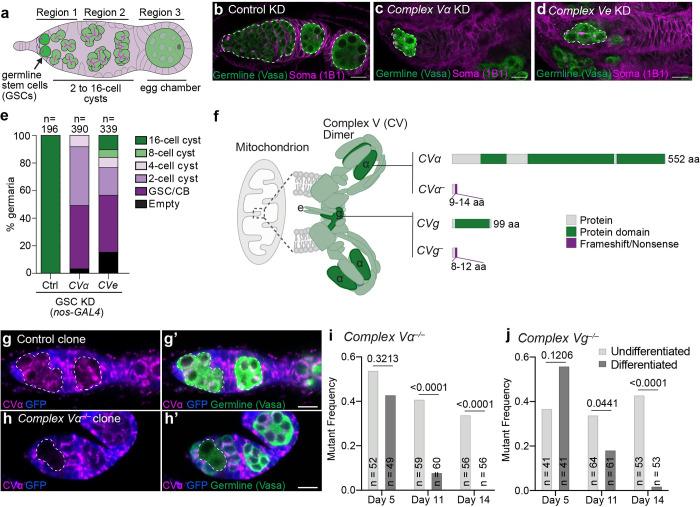 https://cdn.ncbi.nlm.nih.gov/pmc/blobs/3b87/9901744/747abb5faeca/pgen.1010610.g001.jpg