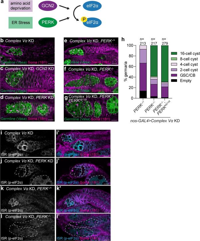https://cdn.ncbi.nlm.nih.gov/pmc/blobs/3b87/9901744/ced293b03b8f/pgen.1010610.g004.jpg