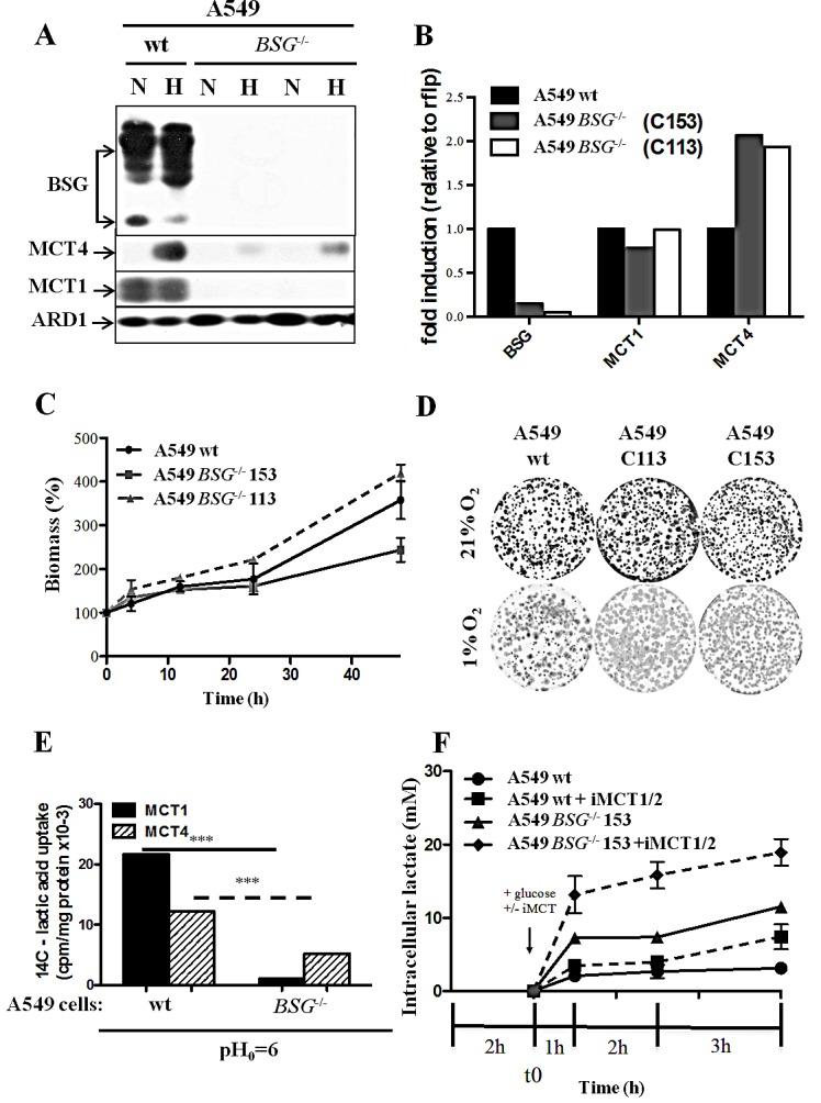 https://cdn.ncbi.nlm.nih.gov/pmc/blobs/3b88/4466644/c1649e52d17a/oncotarget-06-6708-g003.jpg