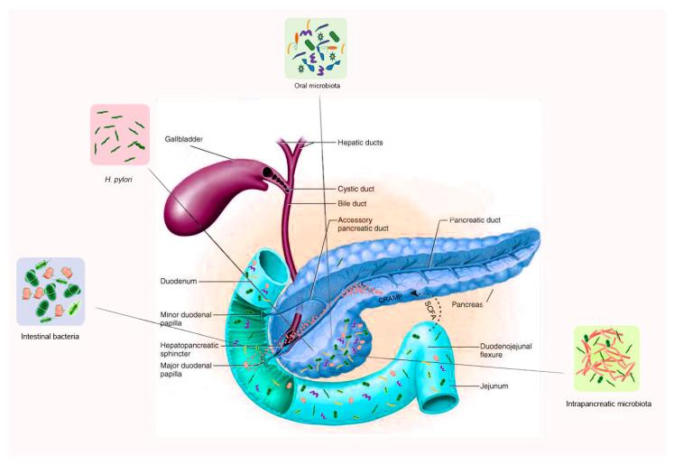 https://cdn.ncbi.nlm.nih.gov/pmc/blobs/3b88/8658013/262a44a10e51/ijms-22-12978-g001.jpg