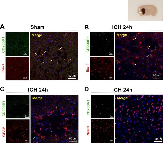 https://cdn.ncbi.nlm.nih.gov/pmc/blobs/3b89/6767889/4f0b965347b6/10.1177_0963689719857655-fig2.jpg