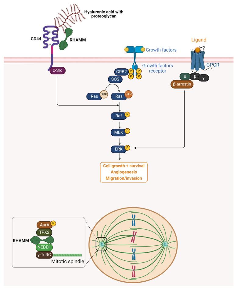 https://cdn.ncbi.nlm.nih.gov/pmc/blobs/3b91/12346605/68ffd6fab33b/ijms-26-07198-g002.jpg