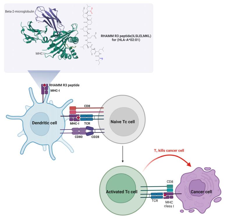 https://cdn.ncbi.nlm.nih.gov/pmc/blobs/3b91/12346605/b1500e8ff848/ijms-26-07198-g005.jpg