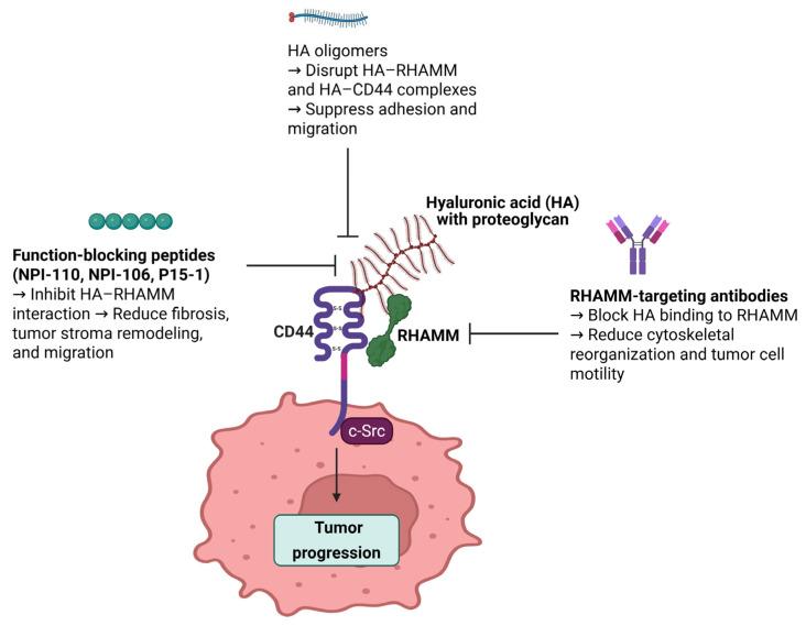 https://cdn.ncbi.nlm.nih.gov/pmc/blobs/3b91/12346605/e30a02091cf5/ijms-26-07198-g004.jpg