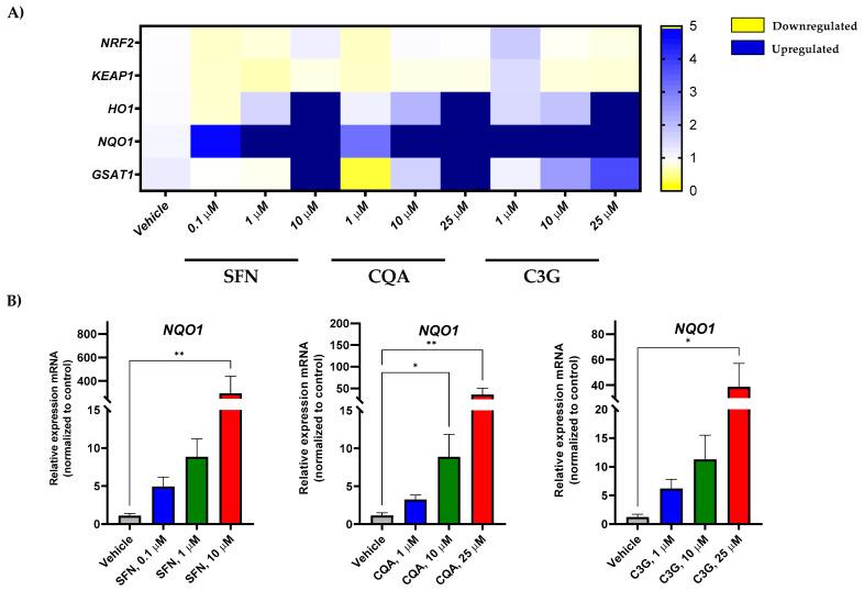 https://cdn.ncbi.nlm.nih.gov/pmc/blobs/3b91/9657236/ff9b3a768f1d/ijms-23-13400-g003.jpg