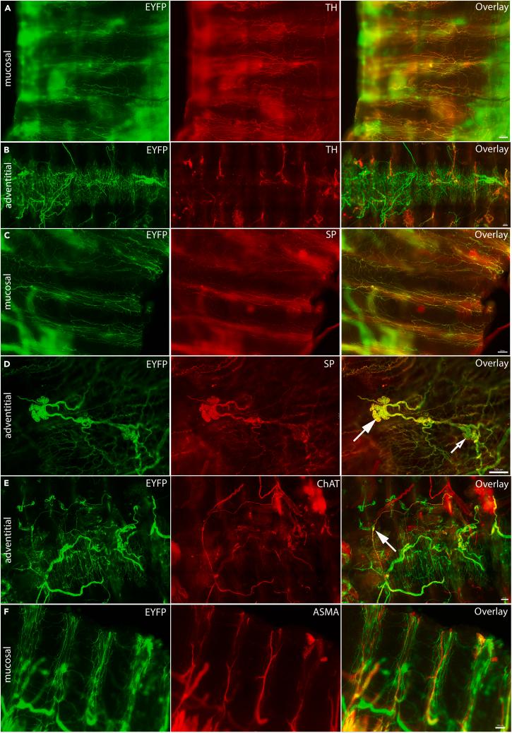 https://cdn.ncbi.nlm.nih.gov/pmc/blobs/3b94/10897902/54ef4608d375/gr7.jpg