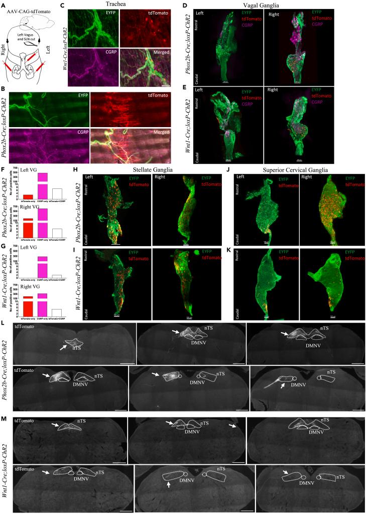 https://cdn.ncbi.nlm.nih.gov/pmc/blobs/3b94/10897902/74a18225018a/gr8.jpg
